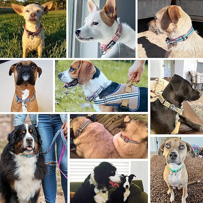 Blueberry Pet 3M Reflective Dog Collars | Adjustable Dog Collar w/Multi-Colored Stripe - Azure Blue and Raspberry Red | Nylon Pet Collars for Dogs & Refflective Dog Collar for X-Large Dogs