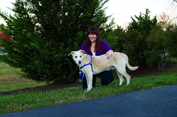 PetSafe Easy Walk No-Pull Dog Harness - The Ultimate Harness to Help Stop Pulling - Take Control & Teach Better Leash Manners - Helps Prevent Pets Pulling on Walks, Small, Red/Black